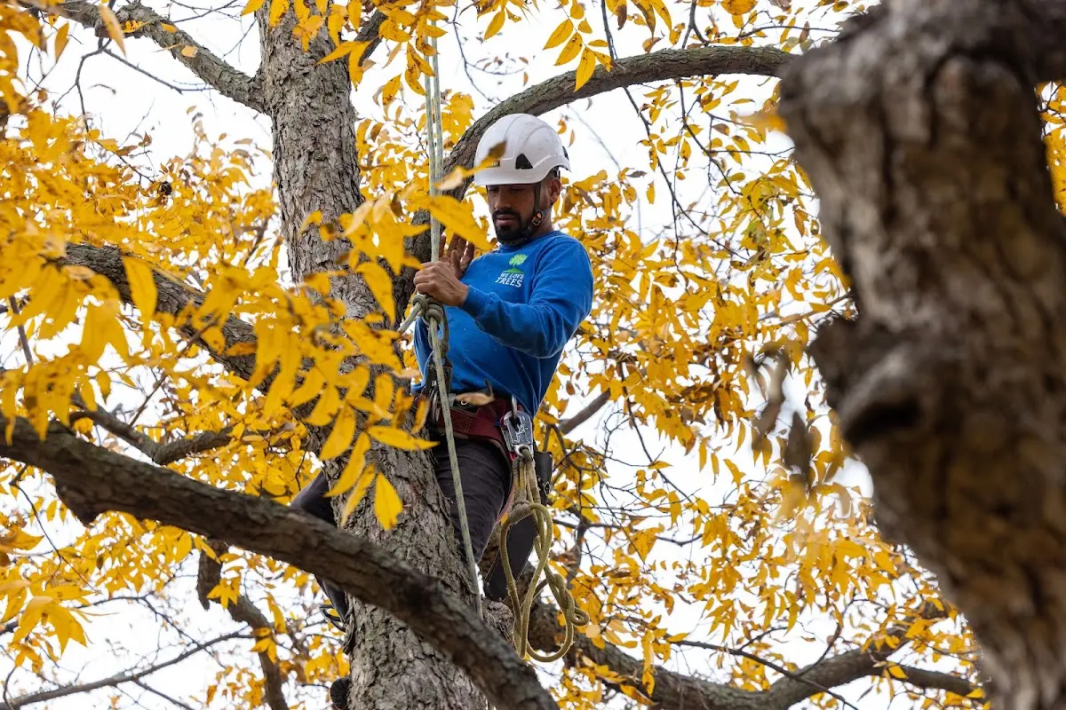 Skilled Tree Trimming crew working in Red Lodge